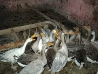 Geese — Foto 1