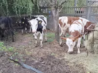 Kuh, Russian Black pied cattle — Foto 1