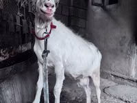Ziege, Saanen goat — Foto 2