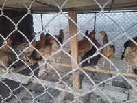 Chickens — Foto 2