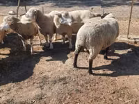 Widder, Ile-de-France sheep — Foto 3