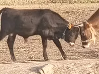 Bull, Cattle — photo 1