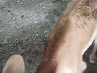 Kuh, Swiss cattle — Foto 5