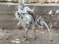 Chickens — Foto 3
