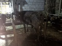 بقرة, الماشية — الصورة 4