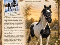 Hengst, American paint horse — Foto 4