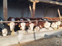 Bull, Simmental cattle — photo 2