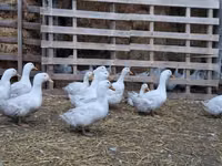 American Pekin — Foto 7
