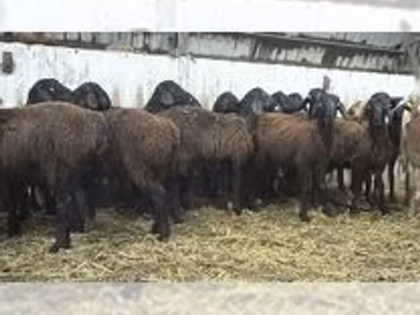 Schaf, Schafe