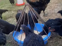 Chickens — الصورة 5