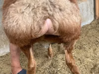 Carnero, Arashan sheep — foto 5