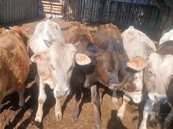 Bull, Cattle