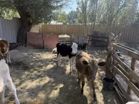 Sigir, Russian Black pied cattle — 4-rasm