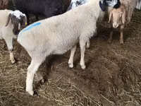 نعجة, Tian-Shan semifinewool sheep — الصورة 5