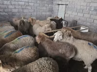 نعجة, Tian-Shan semifinewool sheep — الصورة 5