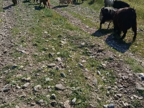 Ziege, Ziegen