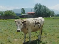 गाय, Simmental cattle — फ़ोटो 3