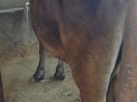 母牛, Cattle — 照片 1