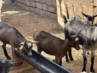 母山羊, Saanen goat — 照片 4