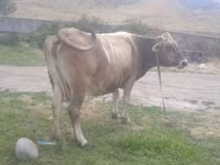 母牛, Cattle — 照片 2