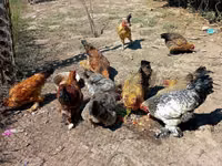 Chickens — Foto 2