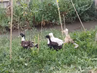 Ducks — Foto 7