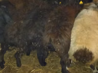 Widder, Qashqai sheep — Foto 7
