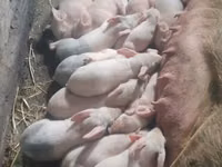 Schweine (Partie, Geschlecht nicht angegeben), Schweine — Foto 2