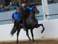 Hengst, Rocky Mountain Horse — Foto 4