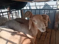 كبش, Arashan sheep — الصورة 3