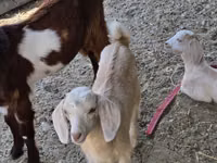 عنزة, Nubian Goat — الصورة 2