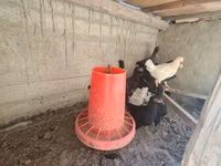 Chickens — الصورة 2