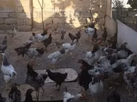 Chickens — Foto 3