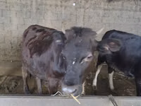 गाय, गोलस्टीन नस्ल — फ़ोटो 6