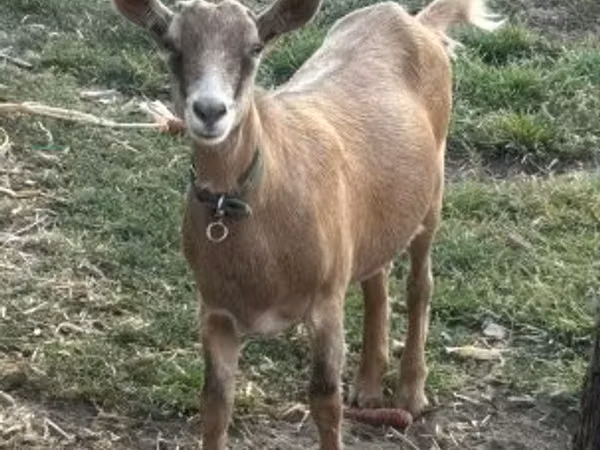 Ешкі, Saanen goat