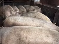 Schweine (Partie, Geschlecht nicht angegeben) — Foto 4