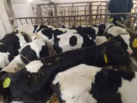 Bulle, Simmental cattle — Foto 6