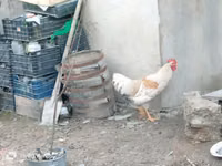 Chickens — foto 1