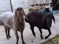 Ram, Sheep — photo 6