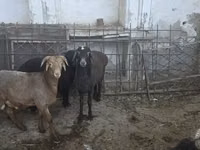 Қой, Қойлар — 3-сурет