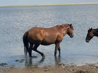 Stute, Horse breed — Foto 1