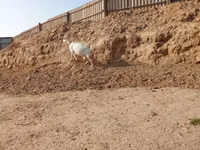 تيس, الماعز — الصورة 3