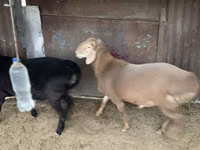 मेढ़ा, Hissar sheep — फ़ोटो 5
