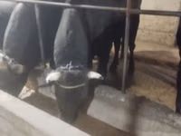 公牛, Swiss cattle — 照片 5
