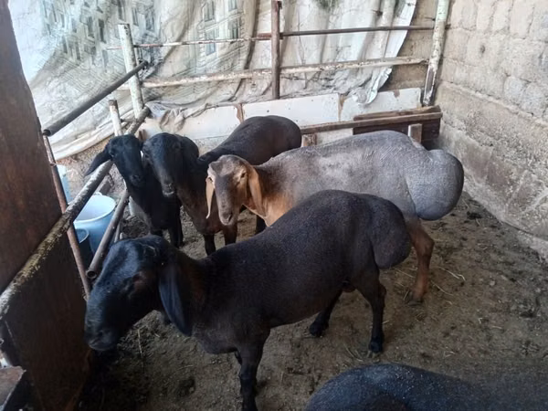 Widder, Rhon sheep