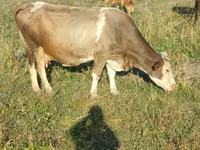 Kuh, Simmental cattle — Foto 4