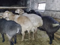 Carnero, Edilbay sheep — foto 3