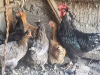 Chickens — photo 1