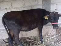 母牛, Cattle — 照片 2