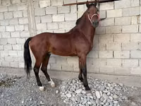 Caballo, Akhal-Teke — foto 1